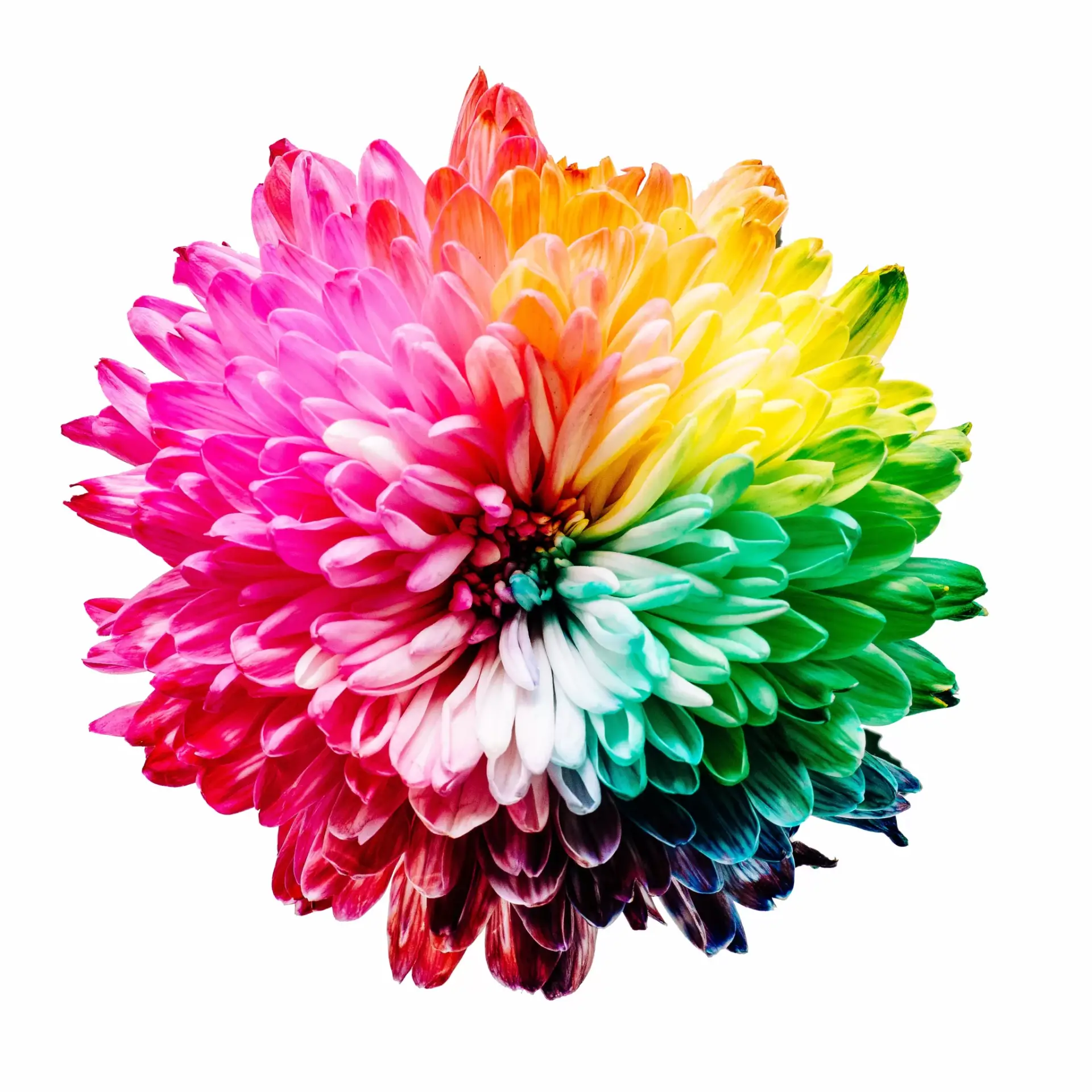 Psicología del Color: Descifrando el Impacto Emocional de los Tonos y Matices